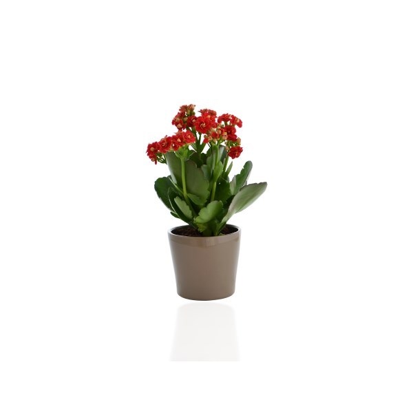 Mini plante dépolluante, pot céramique rond 7 cm -