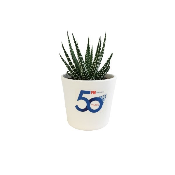 Mini plante dépolluante, pot céramique rond 7 cm -