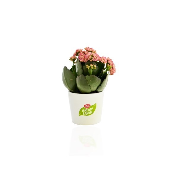 Mini plante dépolluante, pot céramique rond 7 cm -