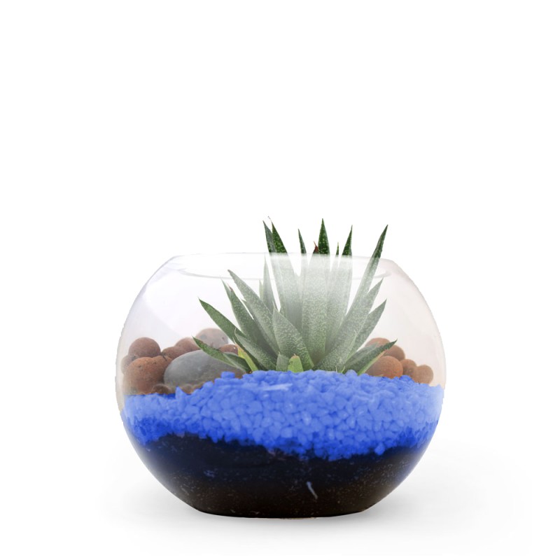 Terrarium DIY - Petite plante dépolluante