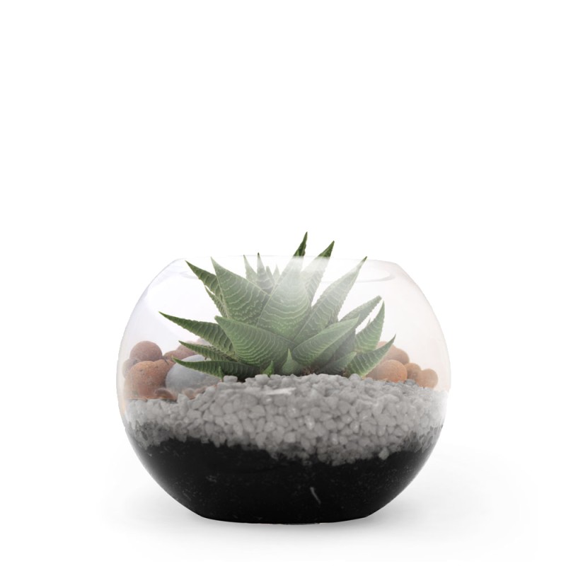 Terrarium DIY - Petite plante dépolluante - 4
