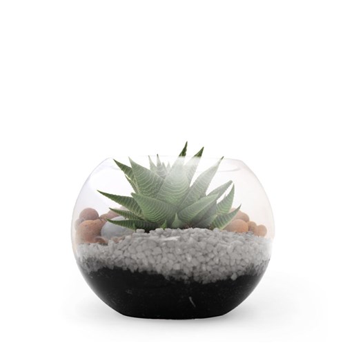 Terrarium DIY - Petite plante dépolluante