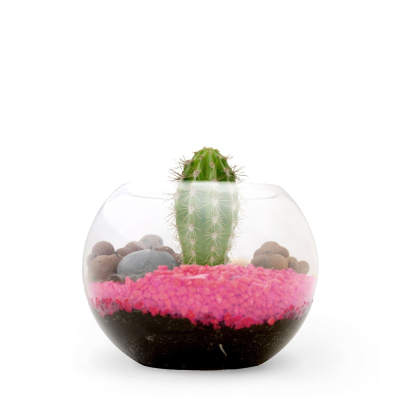 Terrarium DIY - Petite plante dépolluante - 5
