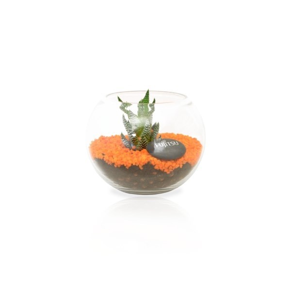 Terrarium en Kit - Petite plante dépolluante -