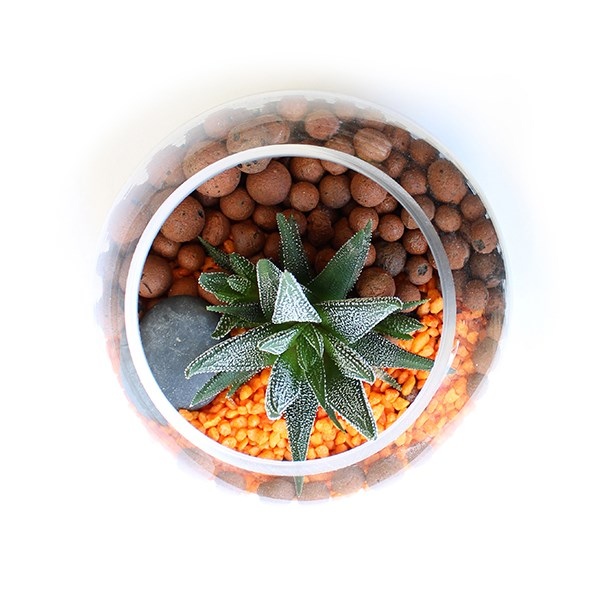 Terrarium en Kit - Petite plante dépolluante -