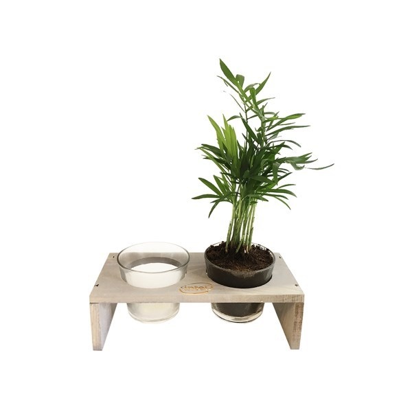 Double pot céramique et bois - Plante dépolluante