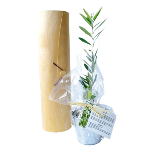 Plant arbre en tube bois avec cordelette Feuillus