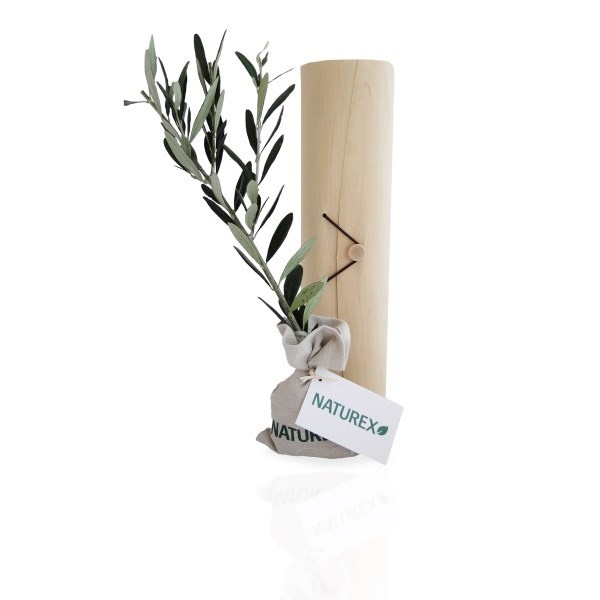 Plant arbre en tube bois avec cordelette Prestige -