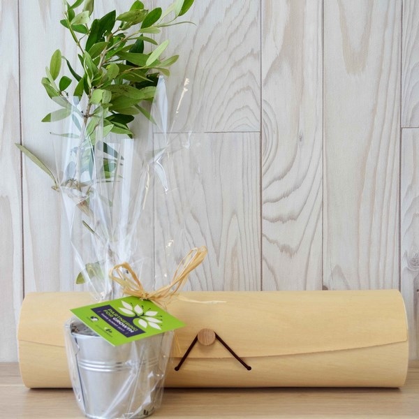 Plant arbre en tube bois avec cordelette Résineux -