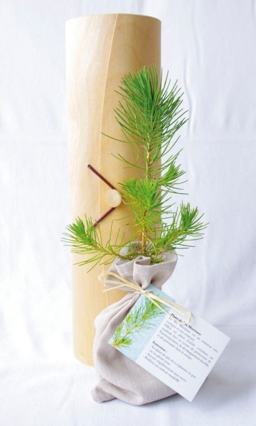 Plant arbre en tube bois avec cordelette Résineux -